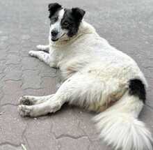 SUI, Hund, Mischlingshund in Löwenberger Land - Bild 3
