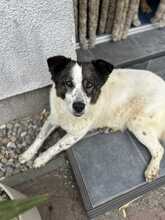 SUI, Hund, Mischlingshund in Löwenberger Land - Bild 4