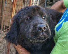 ARCHIE, Hund, Chow-Chow-Retriever-Mix in Kroatien - Bild 1