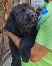 ARCHIE, Hund, Chow-Chow-Retriever-Mix in Kroatien - Bild 2