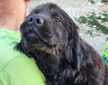 ARCHIE, Hund, Chow-Chow-Retriever-Mix in Kroatien - Bild 3
