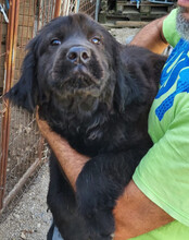 ARCHIE, Hund, Chow-Chow-Retriever-Mix in Kroatien - Bild 4