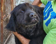 ARCHIE, Hund, Chow-Chow-Retriever-Mix in Kroatien - Bild 5
