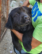 ARCHIE, Hund, Chow-Chow-Retriever-Mix in Kroatien - Bild 6