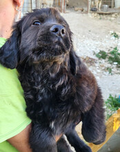 ARCHIE, Hund, Chow-Chow-Retriever-Mix in Kroatien - Bild 7