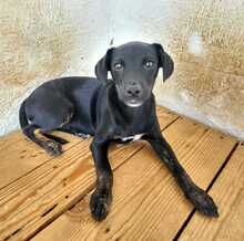 PIPPA, Hund, Mischlingshund in Spanien - Bild 1