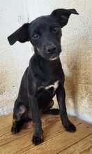 PIPPA, Hund, Mischlingshund in Spanien - Bild 11