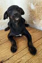 PIPPA, Hund, Mischlingshund in Spanien - Bild 12