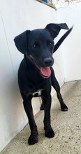 PIPPA, Hund, Mischlingshund in Spanien - Bild 14