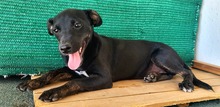 PIPPA, Hund, Mischlingshund in Spanien - Bild 15