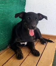 PIPPA, Hund, Mischlingshund in Spanien - Bild 16