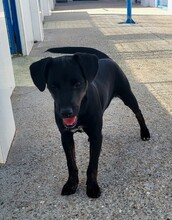 PIPPA, Hund, Mischlingshund in Spanien - Bild 17