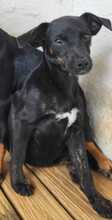 PIPPA, Hund, Mischlingshund in Spanien - Bild 2