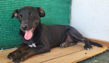 PIPPA, Hund, Mischlingshund in Spanien - Bild 3