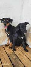 PIPPA, Hund, Mischlingshund in Spanien - Bild 4