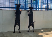 PIPPA, Hund, Mischlingshund in Spanien - Bild 5