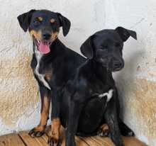 PIPPA, Hund, Mischlingshund in Spanien - Bild 6
