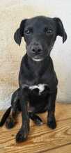 PIPPA, Hund, Mischlingshund in Spanien - Bild 7
