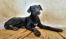 PIPPA, Hund, Mischlingshund in Spanien - Bild 8