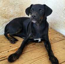 PIPPA, Hund, Mischlingshund in Spanien - Bild 9