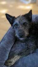 HÄNNO, Hund, Mischlingshund in Bingen - Bild 1