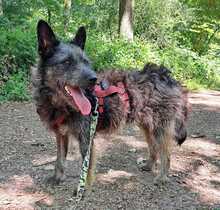 HÄNNO, Hund, Mischlingshund in Bingen - Bild 2