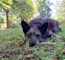 HÄNNO, Hund, Mischlingshund in Bingen - Bild 3