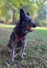 HÄNNO, Hund, Mischlingshund in Bingen - Bild 4