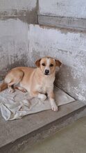 IRISZ, Hund, Mischlingshund in Ungarn - Bild 1