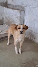 IRISZ, Hund, Mischlingshund in Ungarn - Bild 2