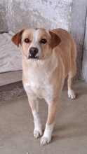IRISZ, Hund, Mischlingshund in Ungarn - Bild 3