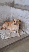 IRISZ, Hund, Mischlingshund in Ungarn - Bild 4