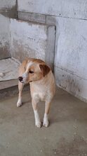 IRISZ, Hund, Mischlingshund in Ungarn - Bild 5