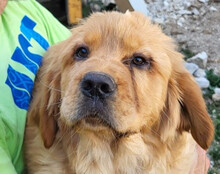 LEO, Hund, Chow-Chow-Retriever-Mix in Kroatien - Bild 1