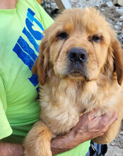 LEO, Hund, Chow-Chow-Retriever-Mix in Kroatien - Bild 2