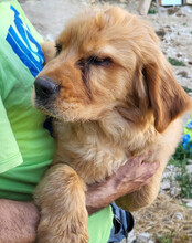 LEO, Hund, Chow-Chow-Retriever-Mix in Kroatien - Bild 3