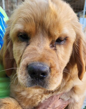 LEO, Hund, Chow-Chow-Retriever-Mix in Kroatien - Bild 4