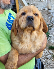 LEO, Hund, Chow-Chow-Retriever-Mix in Kroatien - Bild 5