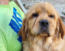 LEO, Hund, Chow-Chow-Retriever-Mix in Kroatien - Bild 6