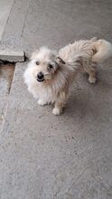 MRBEAN, Hund, Mischlingshund in Ungarn - Bild 1