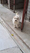 MRBEAN, Hund, Mischlingshund in Ungarn - Bild 2