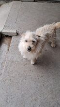 MRBEAN, Hund, Mischlingshund in Ungarn - Bild 3