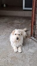 MRBEAN, Hund, Mischlingshund in Ungarn - Bild 5