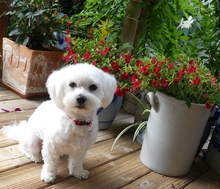BERTI, Hund, Malteser in Siesbach - Bild 1