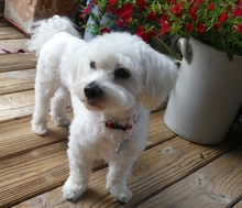 BERTI, Hund, Malteser in Siesbach - Bild 2