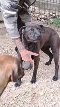 MERA, Hund, Mischlingshund in Ungarn - Bild 10