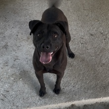 MERA, Hund, Mischlingshund in Ungarn - Bild 2