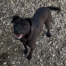 MERA, Hund, Mischlingshund in Ungarn - Bild 3
