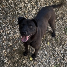 MERA, Hund, Mischlingshund in Ungarn - Bild 4