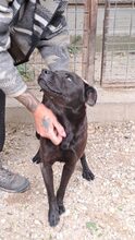 MERA, Hund, Mischlingshund in Ungarn - Bild 6